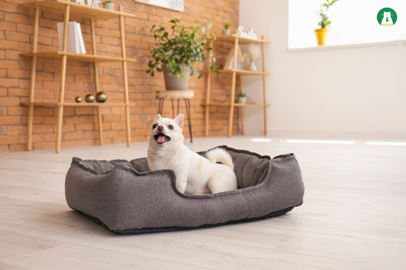 Một người đang cho chú chó ăn thức ăn tự nấu trong bát, thể hiện sự chăm sóc và kết nối giữa chủ và chó.